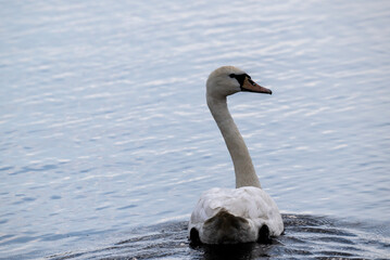 white mute swan looking for food in natural conditions on a sunny summer day