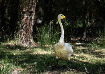 whooper swan looking for food in natural conditions on a sunny summer day
