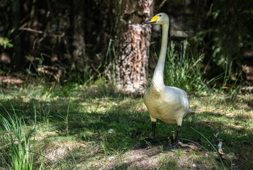 whooper swan looking for food in natural conditions on a sunny summer day
