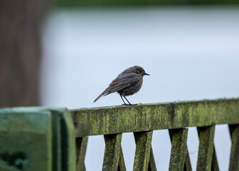 Common Redstart searching for food in natural conditions on a sunny summer day