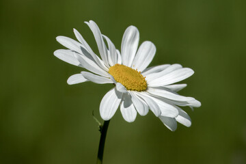 Fototapeta premium close up of an ox eye daisy with a blurred green bokeh background