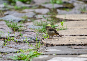 Common Redstart searching for food in natural conditions on a sunny summer day