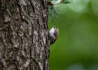 common pika searching for food in natural conditions on a sunny summer day
