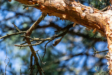 common pika searching for food in natural conditions on a sunny summer day