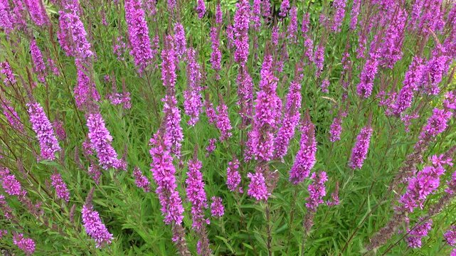 Beautiful purple loosestrife, lythrum salicaria wildflower plants moving in wind  