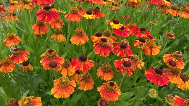 Beautiful red and orange sneezeweed flower blossoms moving in wind, helenium autumnale, north american native perennial, bees pollinate the flowers