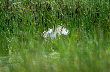 white egret looking for food in natural conditions in the forest on a sunny summer day