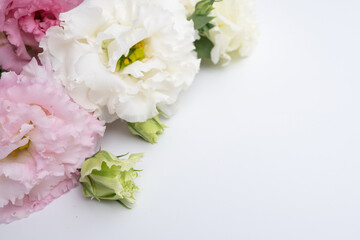 Delicate anemone peony flowers on a light background with copy space. Romantic composition. Wedding invitation. International Women's Day, Mother's Day concept