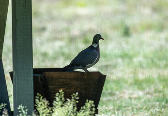 beautiful bird looking for food in natural conditions in the forest on a sunny summer day