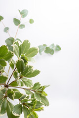 Green eucalyptus branch on an empty light background. Background for product presentation. Cosmetic cosmetics advertising display mockup. Congratulations card
