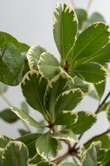 Green eucalyptus branch on an empty light background. Background for product presentation. Cosmetic cosmetics advertising display mockup. Congratulations card