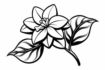 Line Art Jasmine Flower Black Silhouette,jasmine flower, black silhouette, line art, flower silhouette, jasmine vector, floral design, black and white, minimalist flower, botanical art.