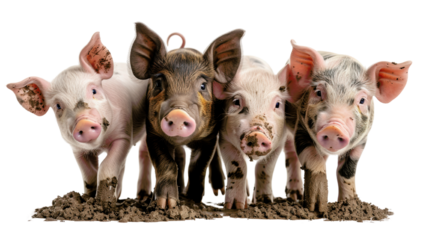 Four pigs are standing in a muddy field