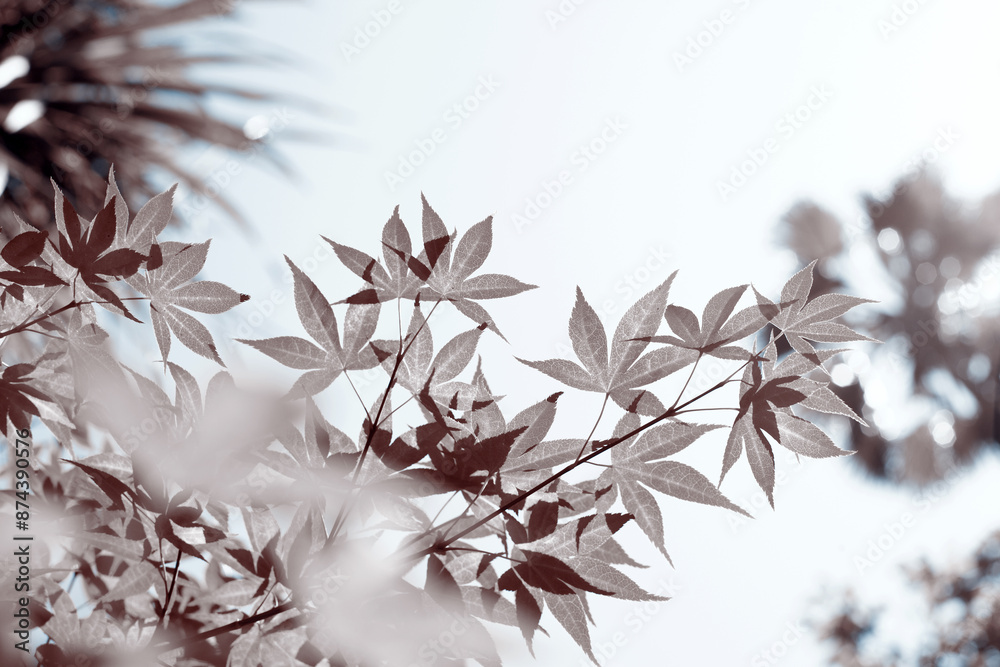 Wall mural leaves tree sky sepia blue background