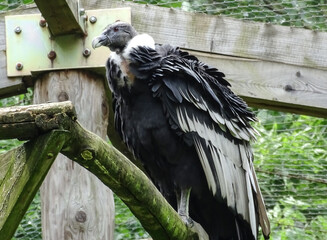 Andean condor (Vultur gryphus) at zoo