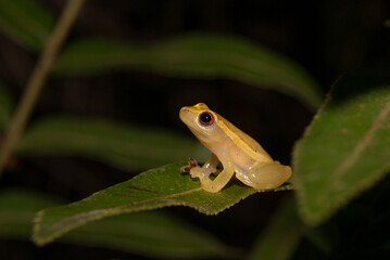 Sapos - Dendropsophus spp.
