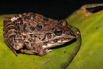 Sapo - Leptodactylus fuscus