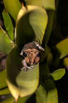 sapo - Nyctimantis brunoi - pereca de capacete