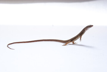 Lagarto - Cercosaura cf. ocellata