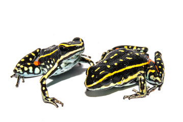 Sapo - Ameerega flavopicta