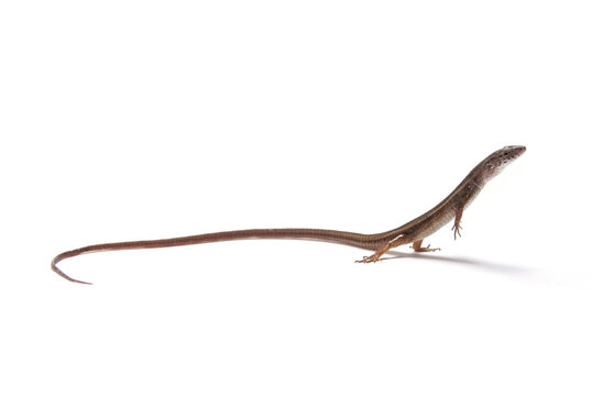 Lagarto - Cercosaura cf. ocellata