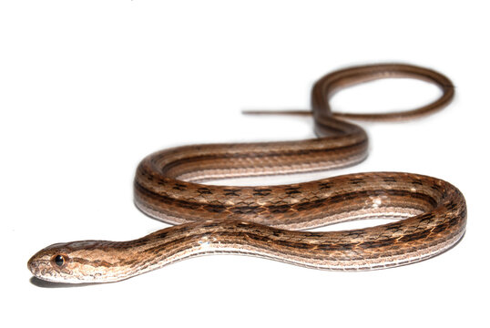 Serpente - serpentes do brasil