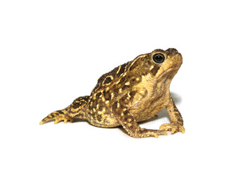 Fototapeta premium sapo - Rhinella