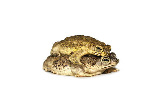 Sapos - Rhinella