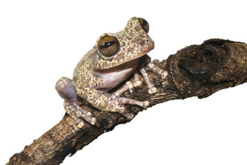 Sapo