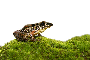 Sapo - Leptodactylus furnarius