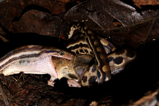 Preda&ccedil;&atilde;o de Serpente - Epicrates crassus Cope, 1862