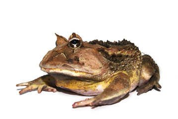 Sapo - Ceratophrys cf. aurita