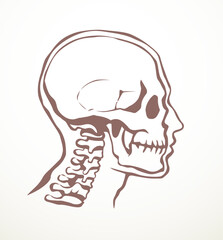Vector drawing. Skull and neck bones