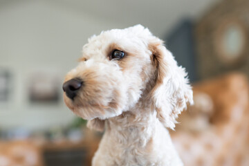 Goldendoodle Mini Profile Image Dog