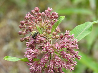 Eastern bumble bee pollinating a bloomed, common milkweed plant. Cherry Valley National Wildlife Refuge, Monroe County, Stroudsburg, Pennsylvania.