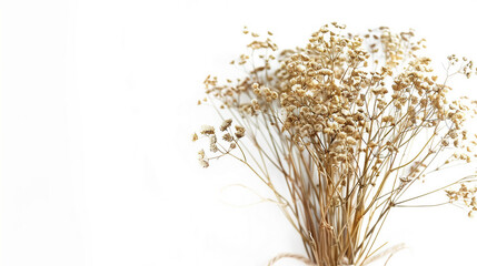 Obraz premium Wild fennel bunch tied and isolated on a white background, showcasing the botanical beauty of fresh green herbs. Perfect for culinary enthusiasts seeking organic, aromatic ingredients for healthy cook
