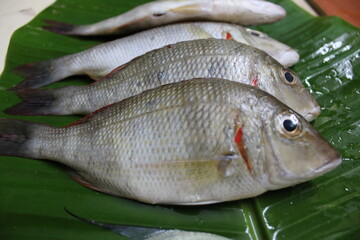 The White Snapper fish Raw and fresh.