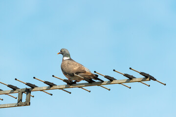 Pigeon ramier, Common Wood Pigeon, columba palumbus