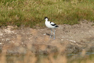 Avocette élégante, Recurvirostra avosetta, Pied Avocet