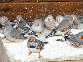 Fototapeta premium Group of Zebra Finch birds. Poephila guttata