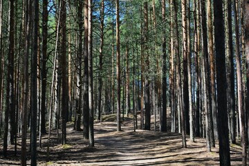Well-trodden path in a summer pine forest