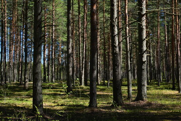 Obraz premium Pine grove trunks