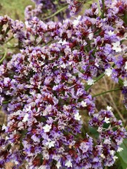 flowers in the garden