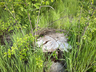 Tree stump in tall grass