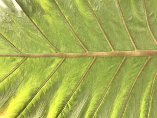 Close-Up of Vibrant Green Leaf with Prominent Veins and Natural Texture, Showcasing Intricate Patterns and Sunlit Highlights, Ideal for Nature-Themed Designs and Botanical Studies