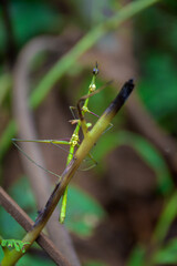 Bicho palito en amazonía Cuyabeno Ecuador