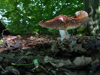 A large beautiful white fly agaric on the background of a green forest in fallen hornbeam and oak leaves. The topic of poisonous forest mushrooms and beautiful backgrounds with them.