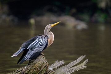 Anhinga - Ave en Amazonía - Cuyabeno - Ecuador