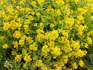 A background of yellow wild flowers of a bright saturated color. Water horseradish flower. Natural backgrounds and textures in the summer on the field.