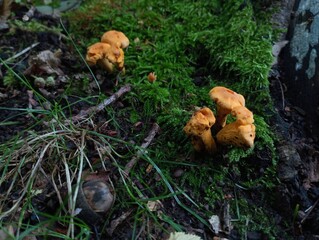 Orange chanterelle mushrooms in green moss in the forest. Collection of mushrooms in the summer forest. Natural backgrounds and textures. Among the moss are delicious, healthy chanterelle mushrooms.